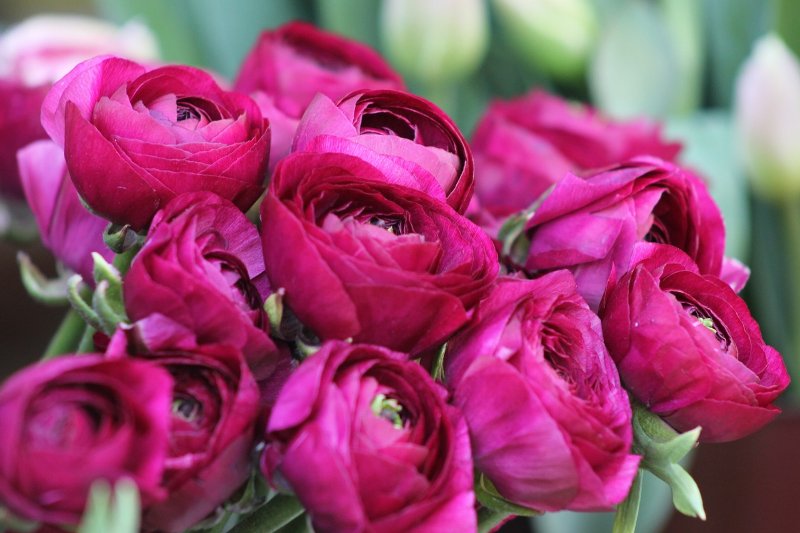 Pünkösd 2020: Pünkösdi rózsa (Bazsarózsa)